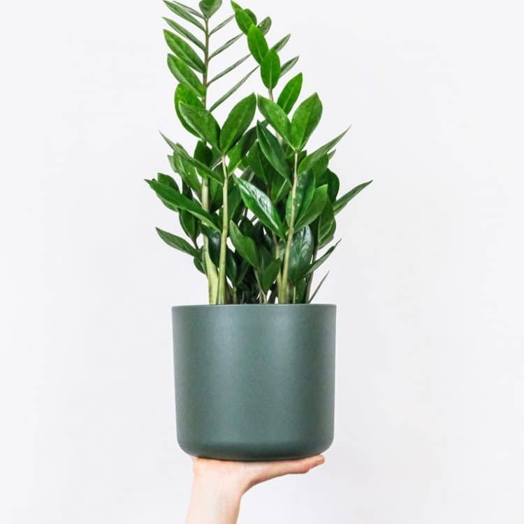 Restorative Dentistry - hand holding pot plant