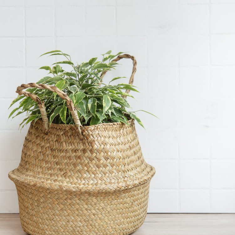 Teeth whitening noosa -plant in a basket planter