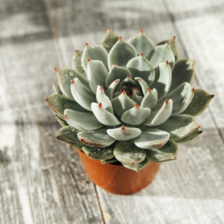 healthy teeth and gums - green succulent