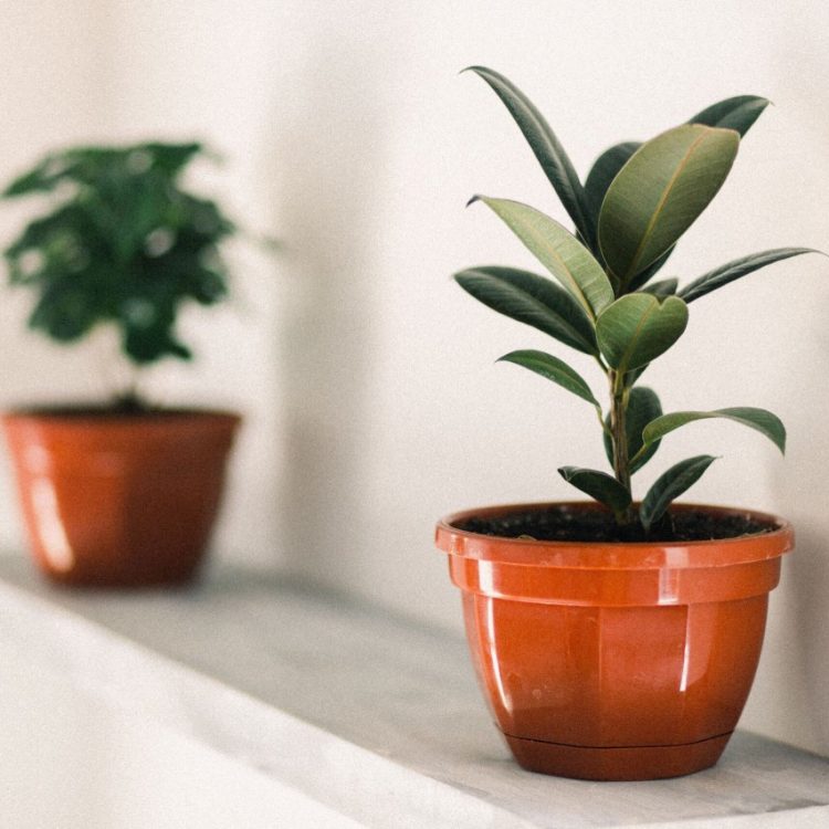 bruxism treatments - green potted plants on a shelf