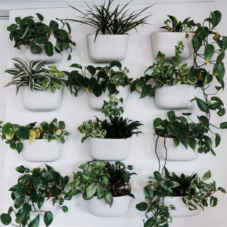 bruxism treatments - wall planters