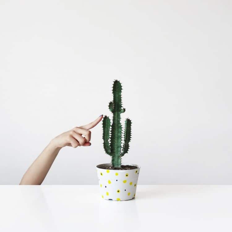 worn teeth repair - hand touching a cactus