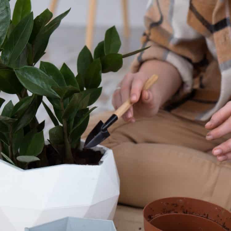 restorative dentistry - woman planting a house plant