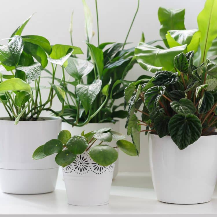 sleep dentistry - plants in white pots